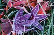 Frosted Japanese Maple Leaves Photograph by Science Photo Library