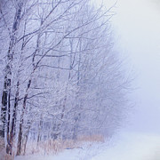Frosty Forest Frontier - Artistic  Photograph by Chris Bordeleau
