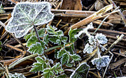 Frosty Photograph by Spikey Mouse Photography