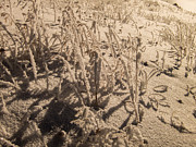 Frozen Photograph by Franz Zarda