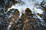 Frozen Gold Photograph by Doug Gibbons Frozen Gold Photograph by Doug Gibbons