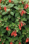Fuchsia 'gartenmeister Bonstedt' Photograph by Science Photo Library