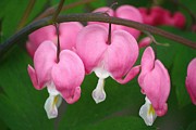 Full Hearts Photograph by Veronica Batterson