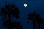 Full Moon Rising Over Palm Trees Photograph by Dawna Moore Photography