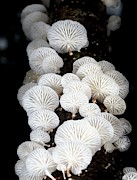 Fungi On A Tree Trunk Photograph by Science Photo Library