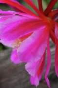 Fuschia Dreams Photograph by James Knight