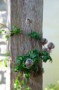 Fuzzy Wuzzy Clematis Vine Photograph by Andee Design