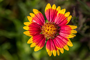 Gaillardia shows off Photograph by Bernd Laeschke