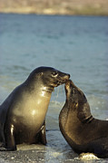 Galapagos Sea Lion Bulls Greeting Photograph by Tui De Roy Galapagos Sea Lion Bulls Greeting Photograph by Tui De Roy