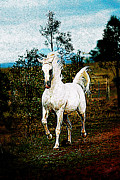 Gallop Digital Art by Janice OConnor