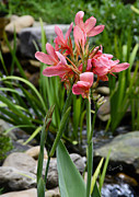 Garden Pond Water Canna Photograph by Penny Lisowski Garden Pond Water Canna Photograph by Penny Lisowski