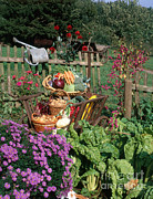 Garden Vegetable Still-life Photograph by Hans Reinhard