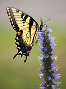 Garden Visitor Photograph by Leda Robertson