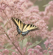 Garden Visitor - Tiger Swallowtail Photograph by Kim Hojnacki Garden Visitor - Tiger Swallowtail Photograph by Kim Hojnacki