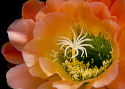 Garden Within Photograph by Julie Palencia