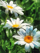 Gardens - Three White Daisies Photograph by Susan Savad Gardens - Three White Daisies Photograph by Susan Savad