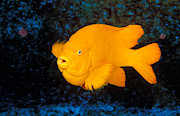 Garibaldi Fish Photograph by Greg Ochocki
