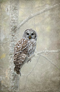 Guardian of the Woods Photograph by Beve Brown-Clark Photography