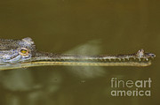 Gavial Crocodile Photograph by Art Wolfe Gavial Crocodile Photograph by Art Wolfe
