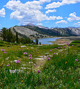 Gaylor Lakes and Wild Onions by Frank Lee Hawkins Photograph by Frank Lee Hawkins