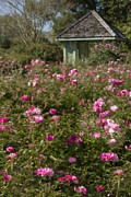 Gazebo on Rose Hill Photograph by Marilyn Cornwell