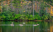 Geese Cruise Photograph by Mike Covington