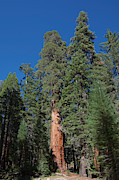 General Sherman Sequoia Photograph by E.r. Degginger General Sherman Sequoia Photograph by E.r. Degginger