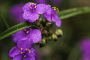 Gentle Rain Photograph by Mary Lou Chmura