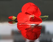 Geranium Reflections 2 Photograph by Andrea Lazar