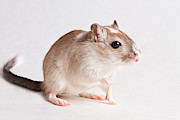 Gerbil Gerbillinae Photograph by David Kenny