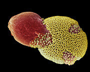 Germinating Plane Tree Pollen Grain Photograph by Science Photo Library