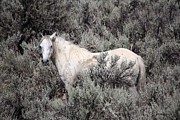 Ghost Photograph by Veronica Batterson