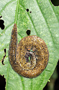 Giant Land Planarian Photograph by Science Photo Library