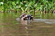 Giant Otter Eating A Fish Photograph by Science Photo Library