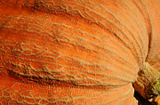 Giant Pumpkin Photograph by Luke Moore