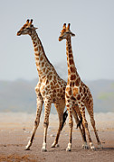Giraffes standing together Photograph by Johan Swanepoel