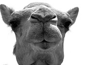 Give Me a Kiss bw Photograph by Donna Corless