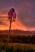 Glade Dawn Photograph by Robert Charity