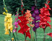 Gladiolus Photograph by Hans Reinhard