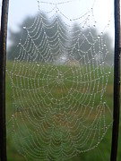Glassy Dew Drops Photograph by Richard Reeve