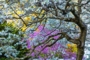 Glen Magna Bloom Photograph by Michael Hubley