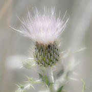 Glimmering Thistle Photograph by Debra Martz