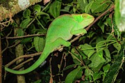 Globe-horned Chameleon Photograph by Science Photo Library