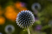 Globe Thistles II Photograph by Dan Hefle