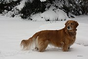 Glorious Girl Photograph by Veronica Batterson