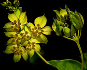 Glow Photograph by Len Romanick