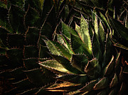 Glowing Aloe Photograph by Mary Jo Allen Glowing Aloe Photograph by Mary Jo Allen