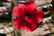 The  Glowing Heart of a Hibiscus Photograph by Brenda Kean