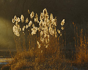 Glowing Reeds Photograph by Rob Graham