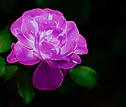 Glowing Rose II Photograph by Penny Lisowski Glowing Rose II Photograph by Penny Lisowski